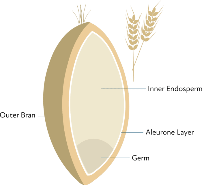anatomy of a whole grain